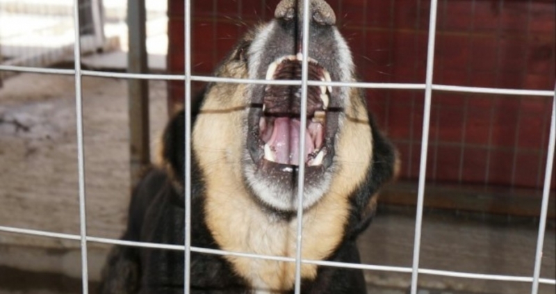 Куче е нападнало и жестоко нахапало млад мъж предаде Блиц Пострадалият