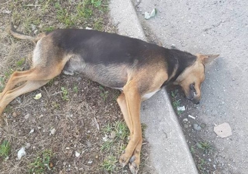 Куче било простреляно във видинско село съобщиха от полицията в