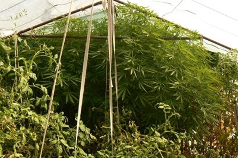 Окръжна прокуратура Благоевград приключи досъдебно производство водено за незаконно отглеждане на