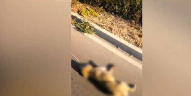 Мъж влачи куче с автомобила си защото животното имало кърлежи