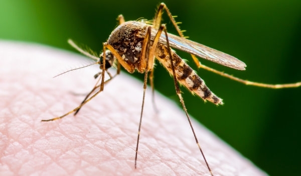 От вчера до 20 юли в Оряхово ще се извършва