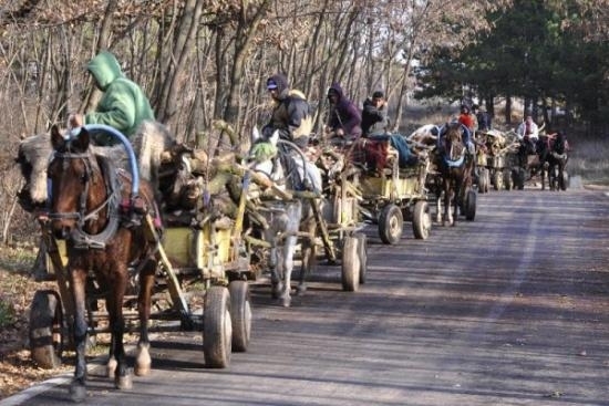 Два коня две каруци и моторен трион заедно с незаконно