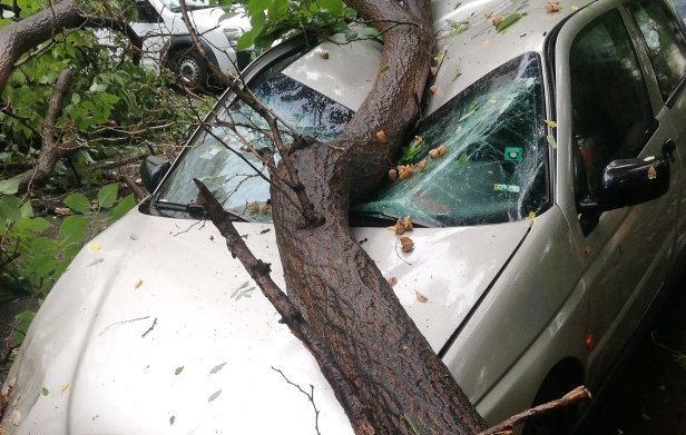 Дърво се е стоварило върху три паркирани автомобила при вчерашната