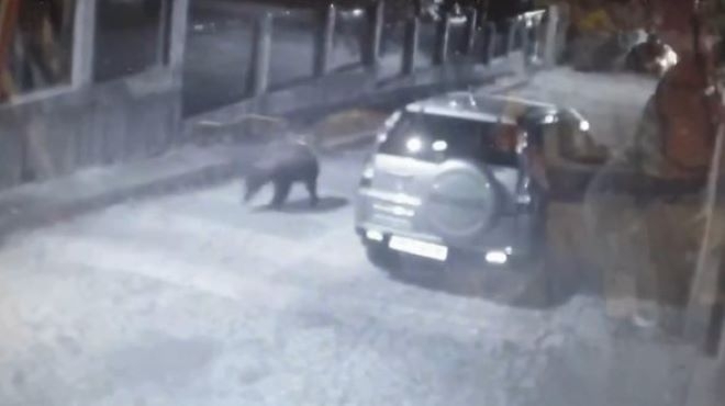 Мечка се разходи по улиците на Карлово /снимки/