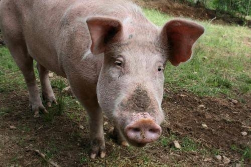 Областната дирекция по безопасност на храните във Видин проверява сигнал