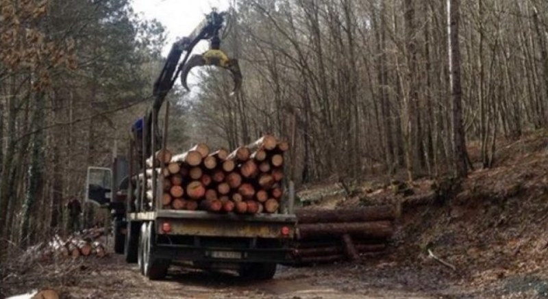 Работник е загинал по време на дърводобив в горски масив в местност
