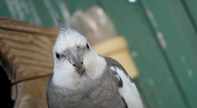 Подаден сигнал за домашно насилие се оказа обикновена разпра между