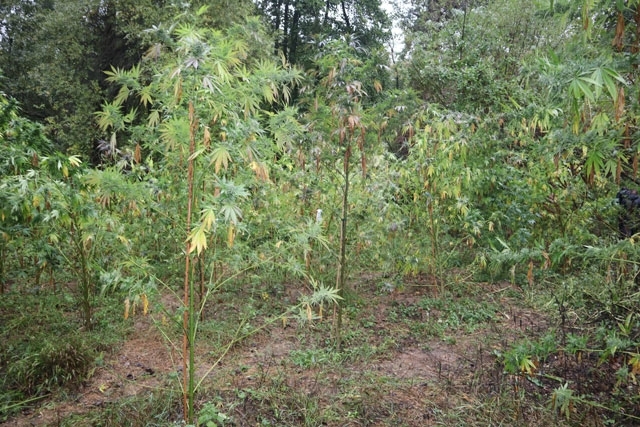 Полицаи са иззели почти 40 кг свежа листна маса канабис