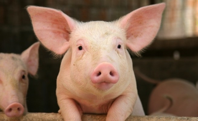 На 2 декември в 11 23 часа жителка на видинското село