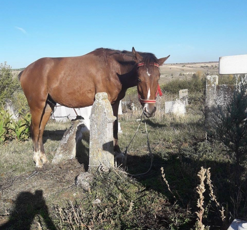 Кон редовно вилнее и опустошава гробището във врачанското село Три