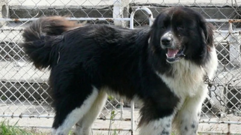 47 годишна жена от град Павел баня е била зверски нахапана