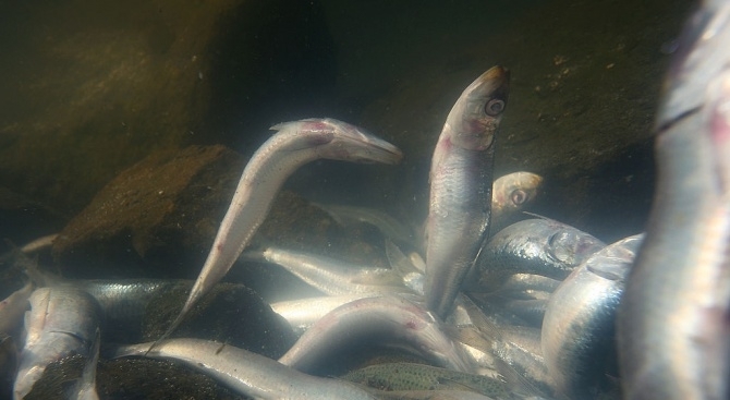Около 3 5 тона риба е измряла в река Сена заради