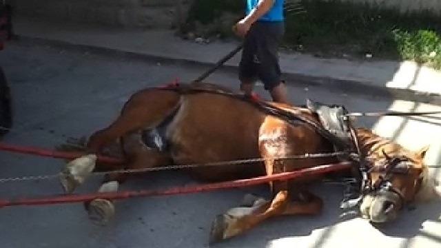 Цигани тормозят и бият коне на варварско състезание във Вършец