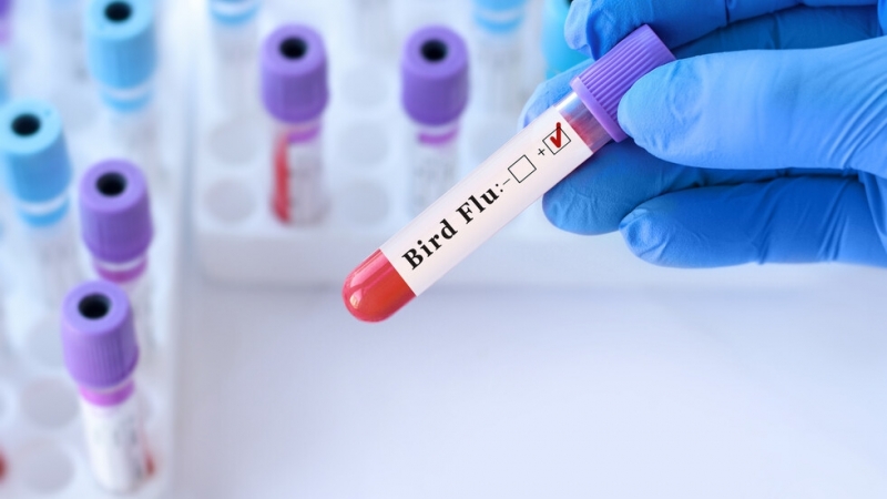 13 държави и територии забраниха вноса на белгийско пилешко месо