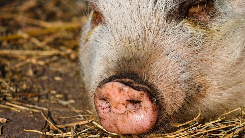 Областният управител на Плевен Мирослав Петров обяви бедствено положение в
