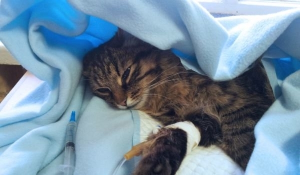 Тровят домашни и улични котки в Монтана с антифриз За поредната