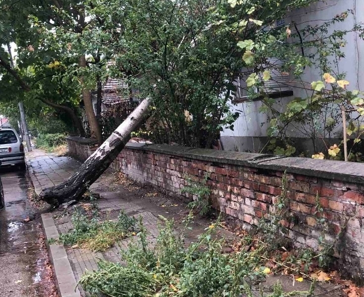 Видин е заприличал на джунгла заради безхаберието на общината и