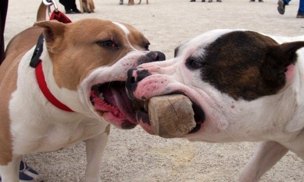 Всички кучета които снощи нападнаха и разкъсаха стопанина си в