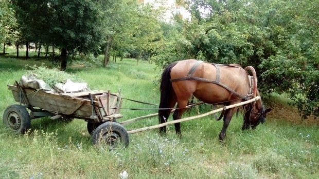 Хлапак открадна кон и каруца в Монтанско съобщиха от полицията
Престъплението