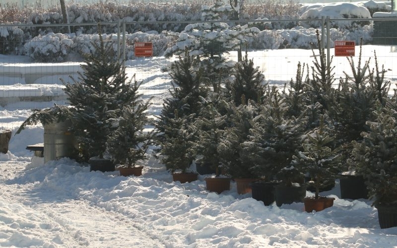 Коледната елха поскъпва пет пъти от разсадника до пазара пише