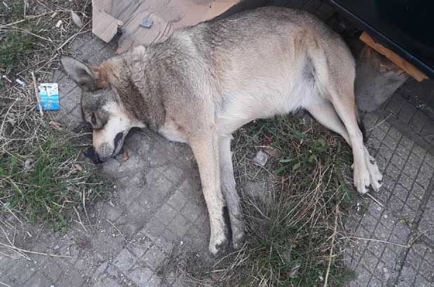 Отровиха кучето на мъж във Видин, научи агенция BulNews.
Случката е