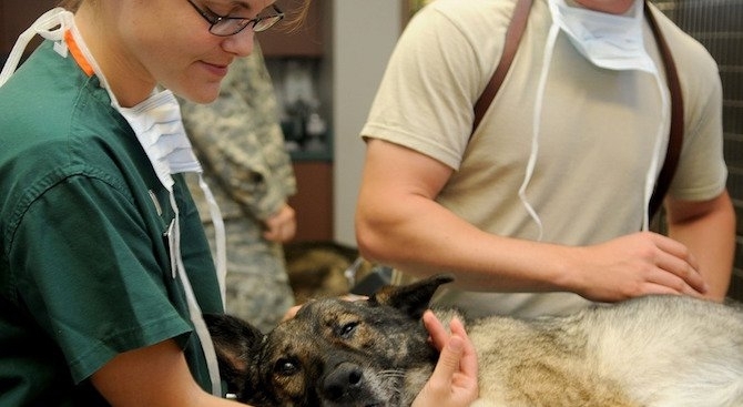 Общинска администрация Мездра уведомява собствениците на домашни кучета че