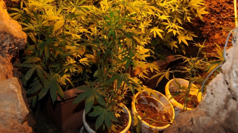 Полицаи откриха растения канабис в жилищен блок във Враца, съобщиха