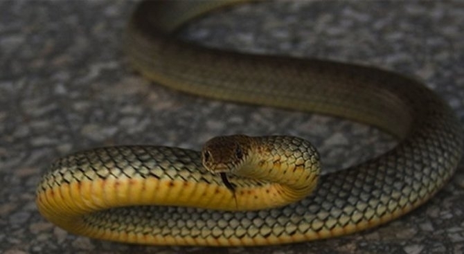 Змия вдигна на крак огнеборци от Монтана научи BulNews Случаят е