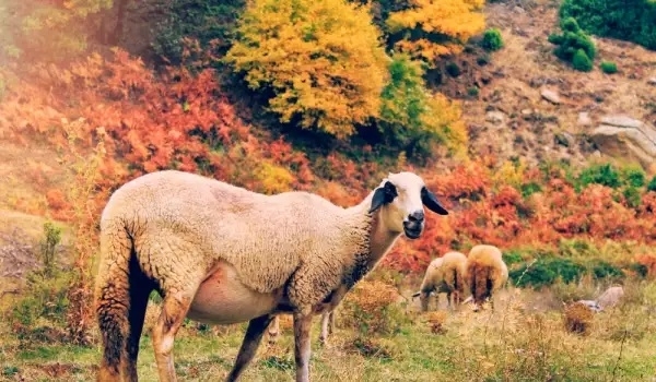 Полицията в Монтана разследва жестокост към животни съобщават от областната