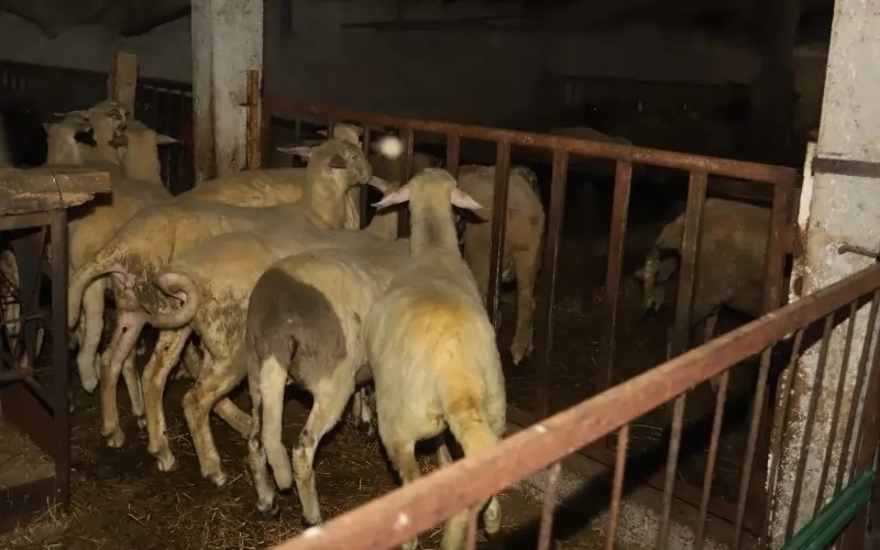 Китай забрани вноса на овце кози домашни птици и чифтокопитни