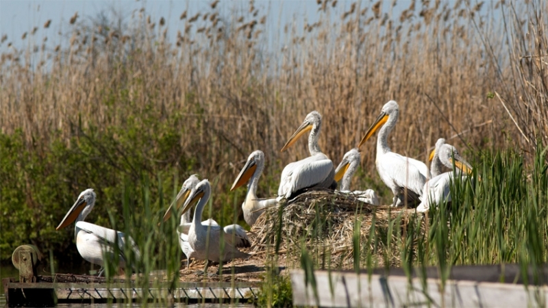 Въпреки тежките проблеми през зимата, къдроглавите пеликани в национален парк