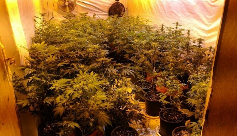 Полицията е разбила наркооранжерия в дома на младеж от Монтанско