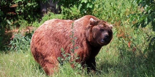 Жител на руската Кемеровска област в източен Сибир загина от
