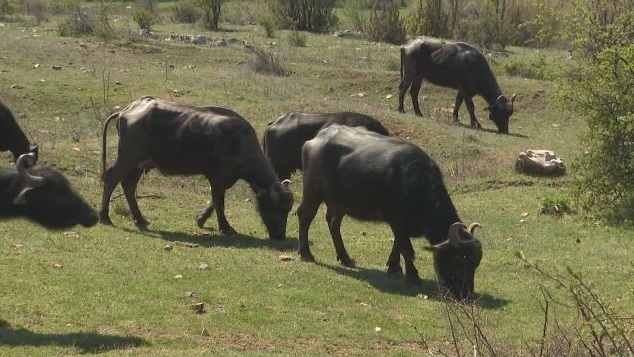 Жителите на село Габаре в община Бяла Слатина област Враца
