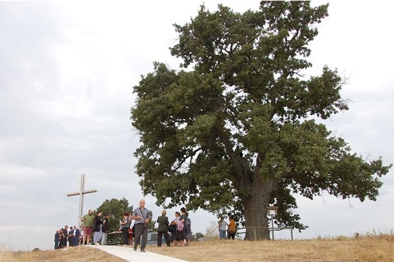 Лом и Търнава са сред победителите в конкурса Дърво с