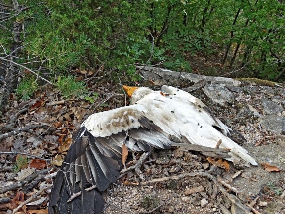 Български бракониери са убили египетския лешояд Бояна която бе станала