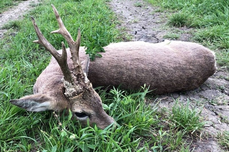 В Монтанско продължават бракониерските набези срещу дивите животни Последният случай
