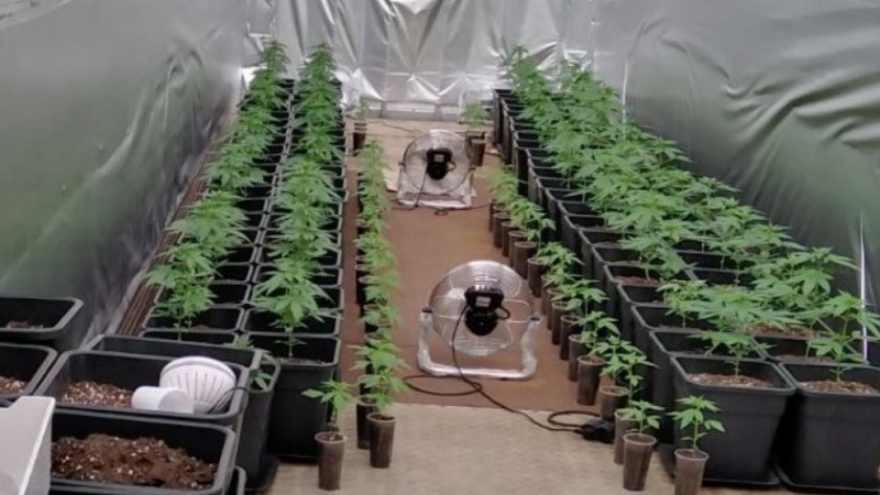 Криминалисти от районното управление в Ботевград откриха мобилна наркооранжерия съобщават