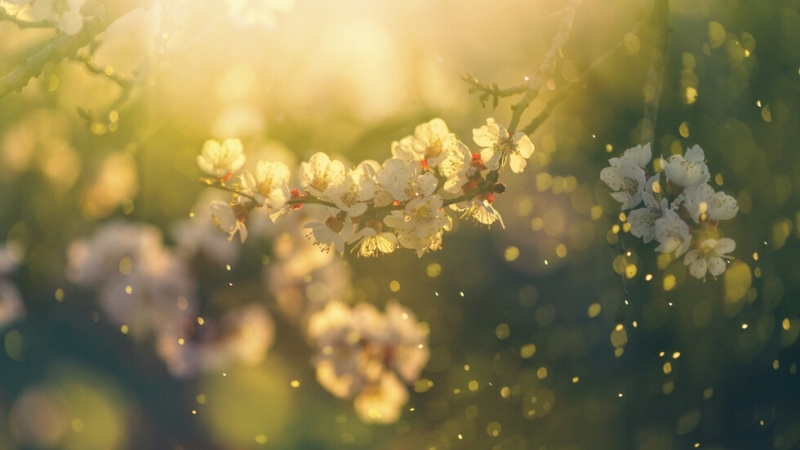 Днес преди обяд ще преобладава слънчево време Около и след