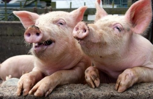 Още едно огнище на африканска чума по свинете е установено