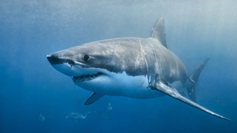 Масивна бича акула е била забелязана да плува безгрижно до