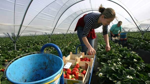 Около 800 хил българи ежегодно търсят препитание като сезонни работници