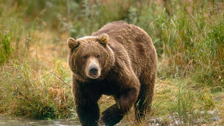 Мечки се разхождат по градските улици в Румъния