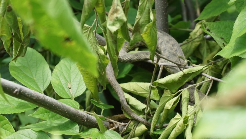 Множество водни змии се появиха в района на Телеграф Капия