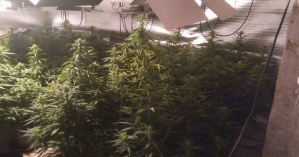 Две високотехнологични наркооранжерии са разкрити след операция на сектор Наркотици