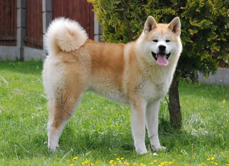 Жена е в тежко състояние след като е била нахапана