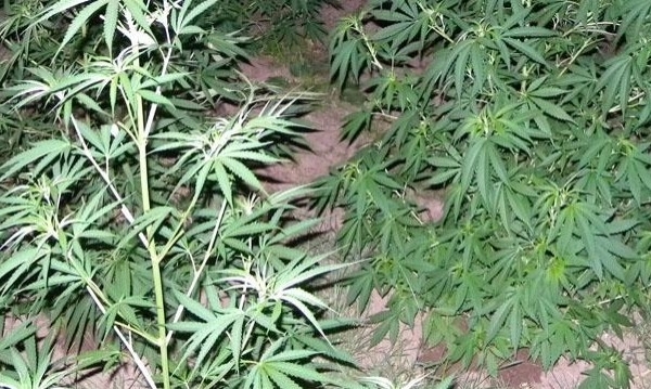 Полицай са открили растения канабис в частни имоти при спецакция