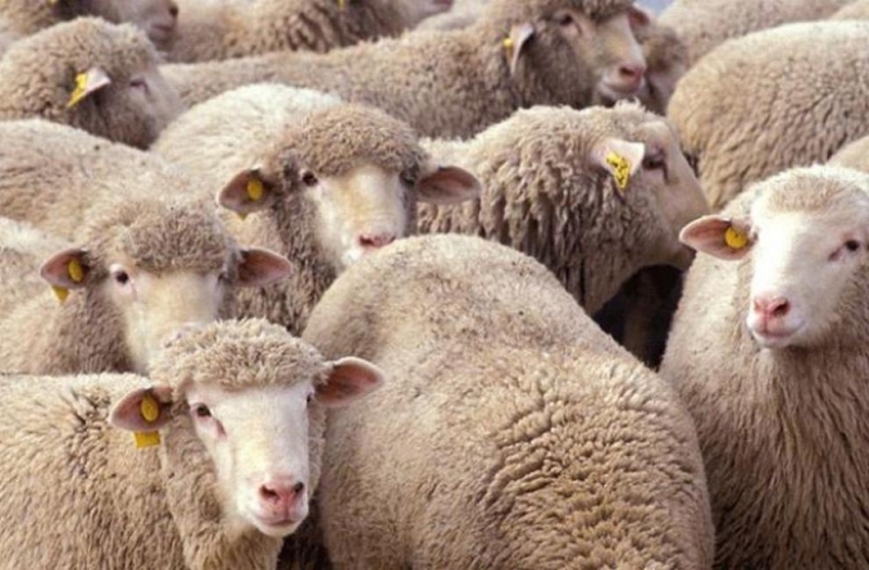 Българската агенция по безопасност на храните ревизира по строгия надзор в