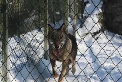 Преди да заловят избягалия от хасковския зоопарк вълк той и