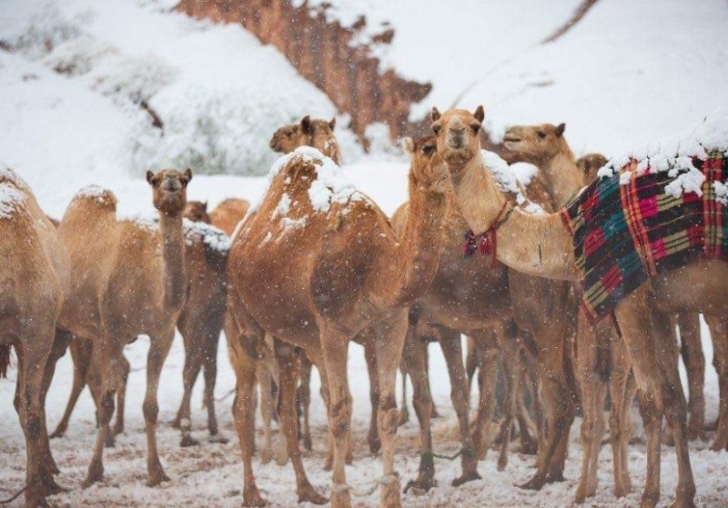 Град падна в Кувейт а в някои райони на Саудитска